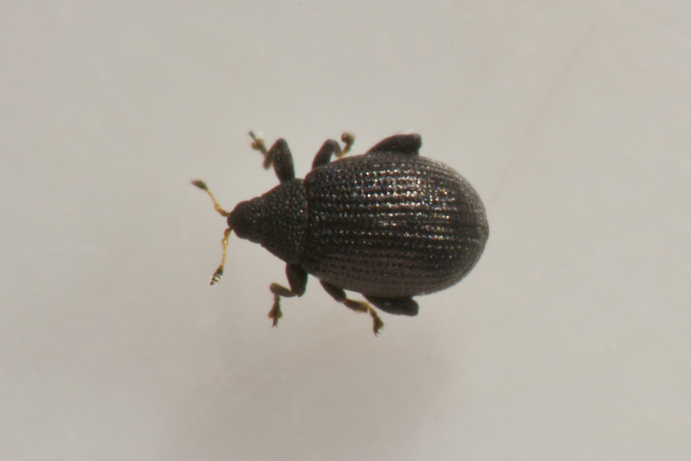 Curculionidae: Rhamphus pulicarius